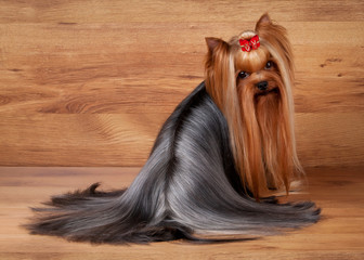 yorkie puppy on table with wooden texture