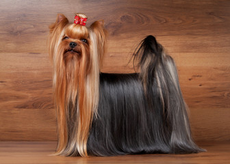 yorkie puppy on table with wooden texture