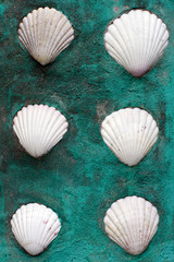 White shells wall