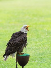 Portrait of a bald eagle (lat. haliaeetus leucocephalus)
