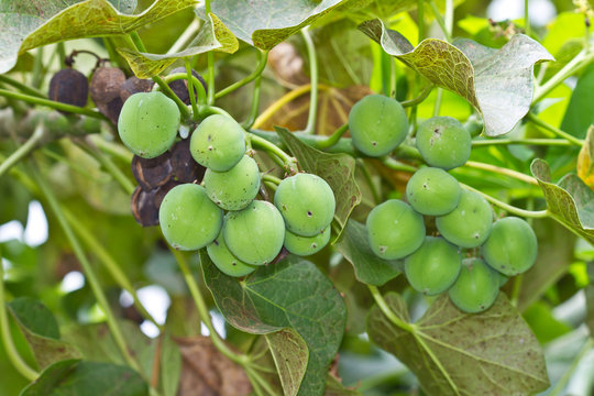 Jatropha on tree in natural of Thailand
