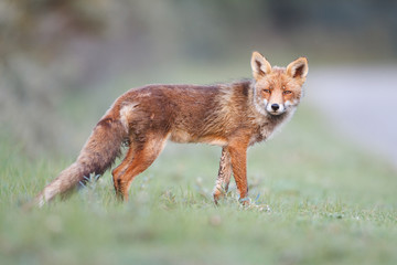 Obraz na płótnie Canvas red fox