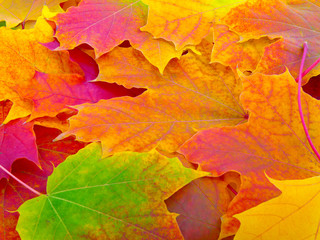 Naklejka na ściany i meble Fall leafs background, texture pattern