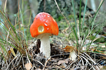 Mushroom amanita