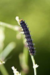 butterfly larva