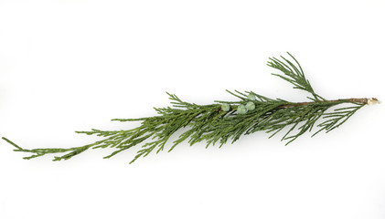Sadebaum, Juniperus sabina