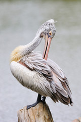 Spot-Billed Pelican