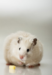 Hamster on a grey background