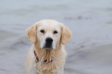 portrait de chien à la mer
