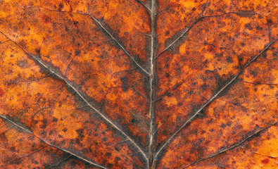 dry autumn tulip tree leaf background