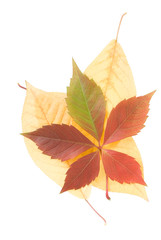 colored fallen autumn leaves