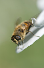 Bees collecting nectar from flower.