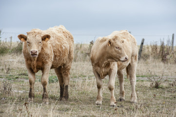 vache de race salers