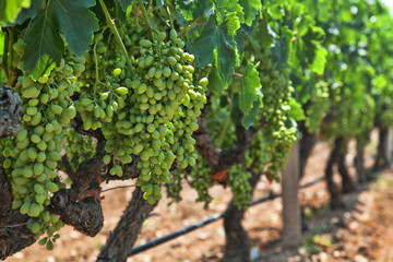 Fototapeta na wymiar White wine grapes