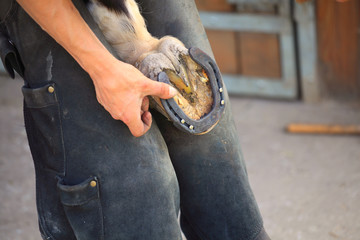 laying a horseshoe