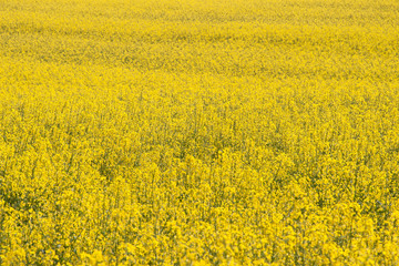 Field of yellow blooming rape