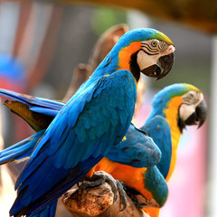Macaws (blue and yellow macaw)