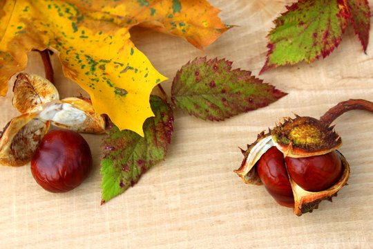 kastanien mit herbstbl&auml;tter