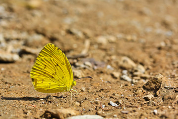 Fototapeta na wymiar butterfly macro