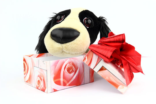 Plush Dog With Box