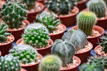 Variety of Cactus