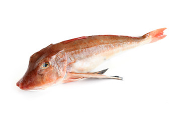 tub gurnard fish - gallinella di mare