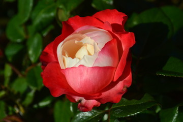 rose 1