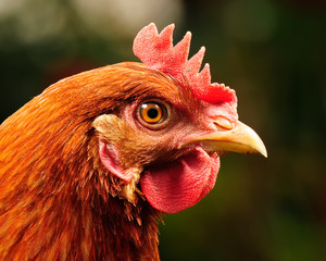 Red Chicken Head Close-Up