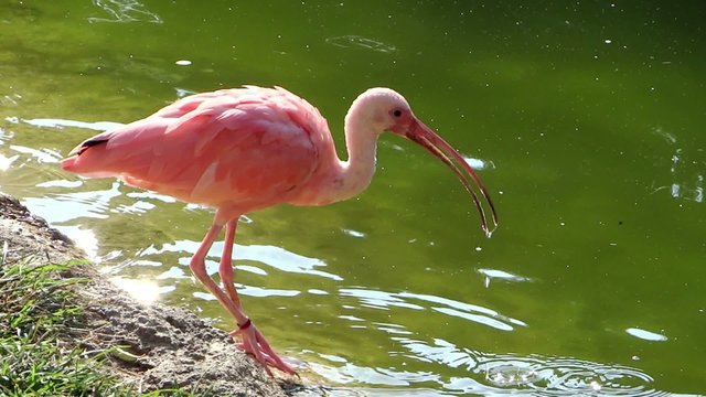 red ibis drinking