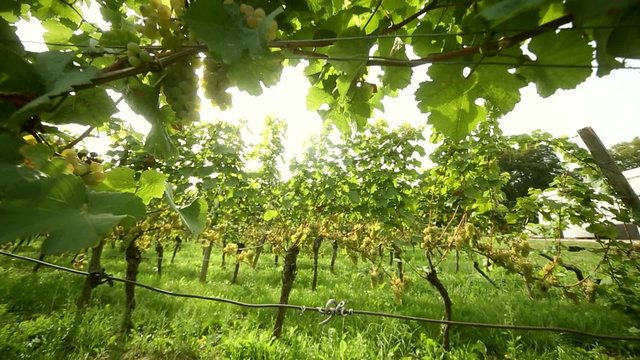 Weinanbau