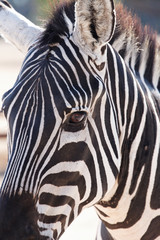 Fototapeta na wymiar portrait Zebra