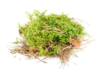 Clump of Green Moss Isolated on White Background