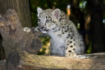 Selbstklebende Fototapete Panther Snow leopard (Uncia uncia) cub