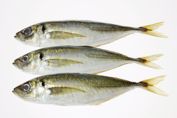 新鮮な魚真アジ