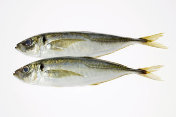 新鮮な魚真アジ