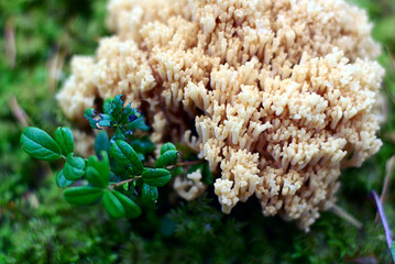 "Coral mushroom" (Ramaria formosa) close-up