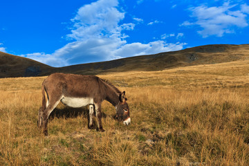 donkey grazing