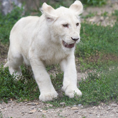 White Transvaal lion (Panthera leo krugeri) cub