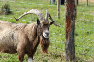 Thüringer Waldziegenbock