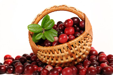 red cranberries with punnet