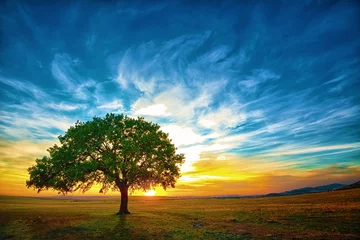 Foto op Plexiglas Oak tree © Costin79
