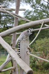 Katta auf Klettergerüst