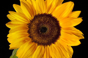 Fototapeta premium Sunflower on black background