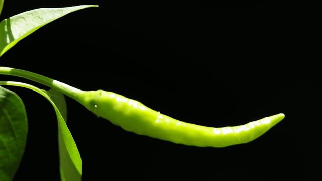 gr&uuml;ne Chilischote