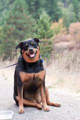Rottweiler