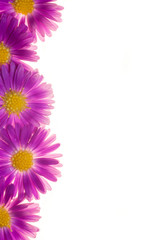 violet flowers isolated