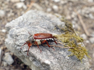 Maikäfer  Melolontha