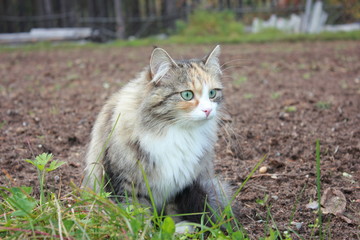 Настороженная кошка