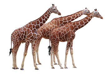 Giraffen freigestellt
