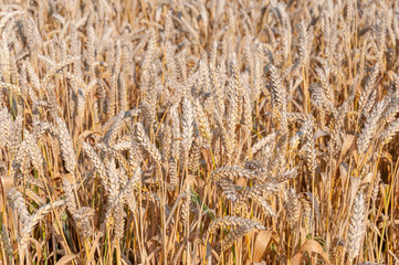 Details of common wheat